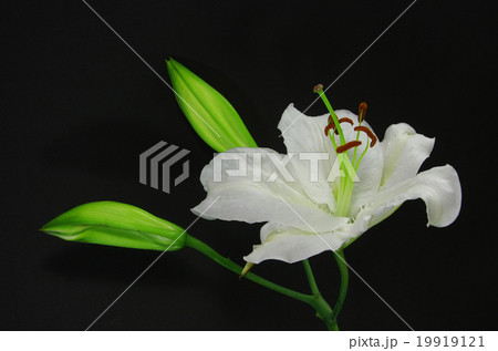白い百合の花・カサブランク 19919121