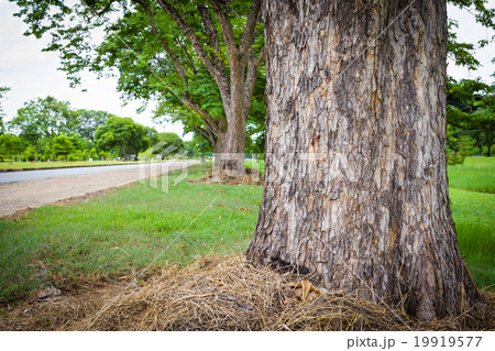 Beside trunk of trees are near road Beside trunk of trees are near road 19919577