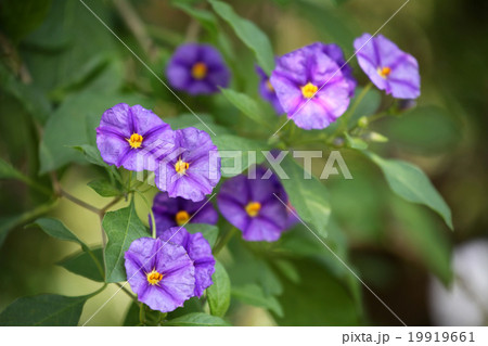 ムラサキハナナス 19919661