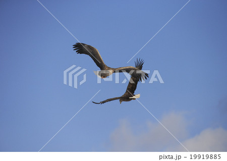 オジロワシ 19919885