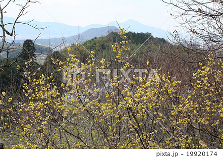 奈良県明日香村八釣の蝋梅と畝傍山 19920174