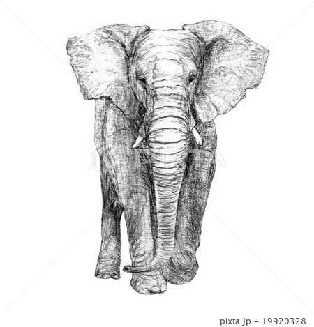 African Elephant Drawing by Sue Tatham | Saatchi Art