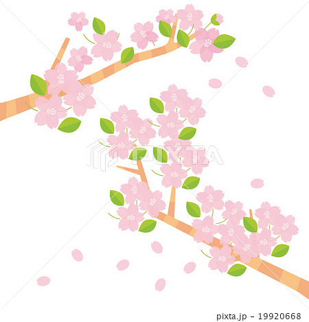 桜の枝二本のイラスト素材