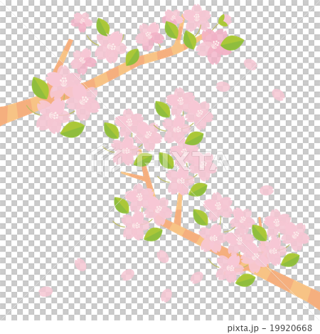 Two branches of cherry blossoms Two branches of cherry blossoms 19920668