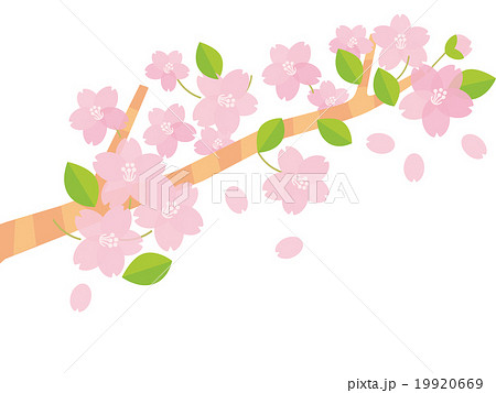 桜の枝B 19920669