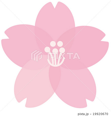 桜の花 桜の花 19920670