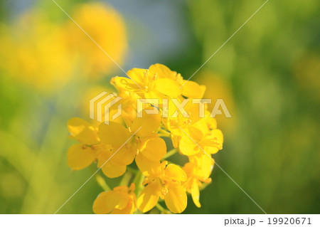 菜の花と青空 菜の花と青空 19920671