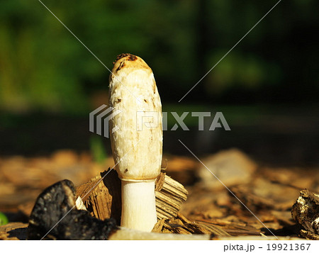 ササクレヒトヨタケ ササクレヒトヨタケ 19921367
