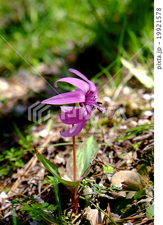 カノコユリ カノコユリ 19921578