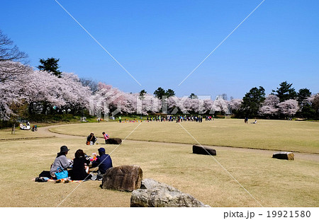 高岡古城公園 本丸広場の桜 高岡古城公園 本丸広場の桜 19921580