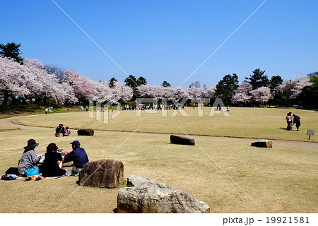 高岡古城公園 本丸広場の桜 19921581