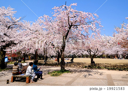 高岡古城公園 小竹薮の桜 19921583