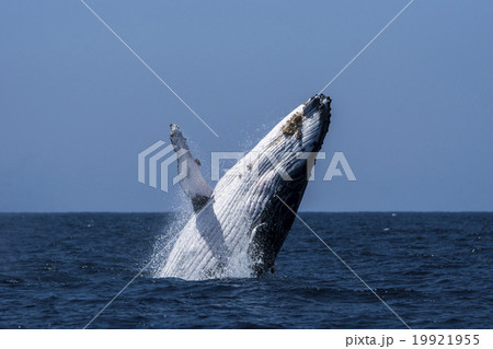 ブリーチングするザトウクジラ ブリーチングするザトウクジラ 19921955