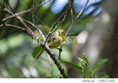 小笠原固有種ハハジマメグロ 19922160