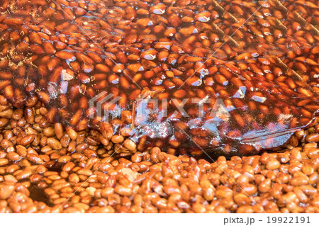 hazelnuts brittle close up detail 19922191