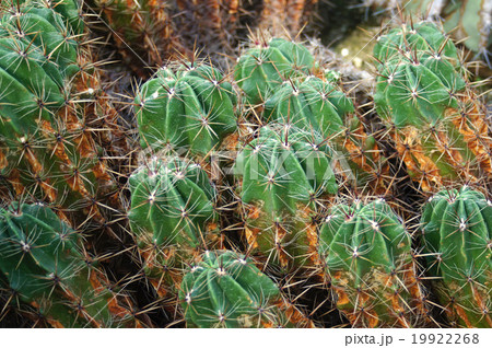 サボテン・勇壮丸 19922268