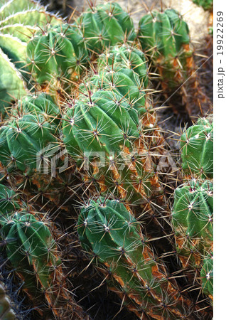 サボテン・勇壮丸 19922269