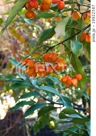 トキワマユミ・茜 19922587