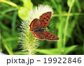 ベニシジミ 19922846