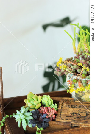 多肉植物インテリア 19922923