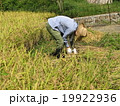 棚田_収穫 19922936