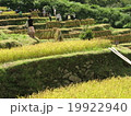 棚田_収穫 19922940