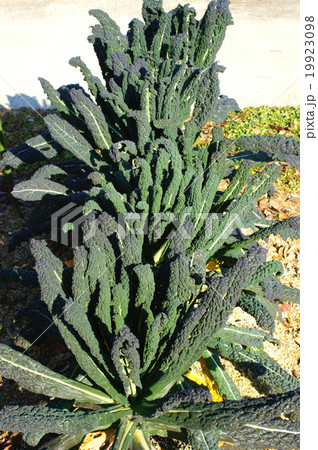 カーボロネロ 19923098