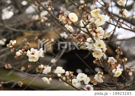早咲きの北野天満宮の梅 19923285