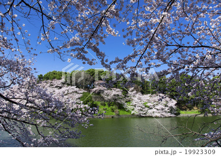 千鳥ヶ淵の桜 19923309