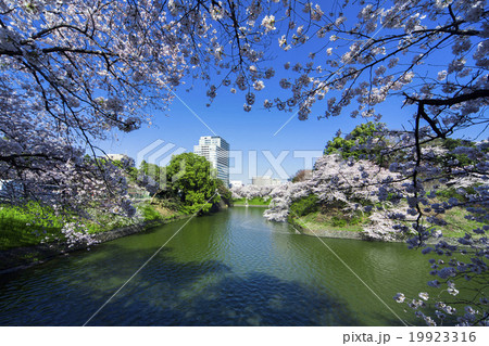 千鳥ヶ淵の桜 19923316