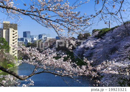千鳥ヶ淵の桜 19923321