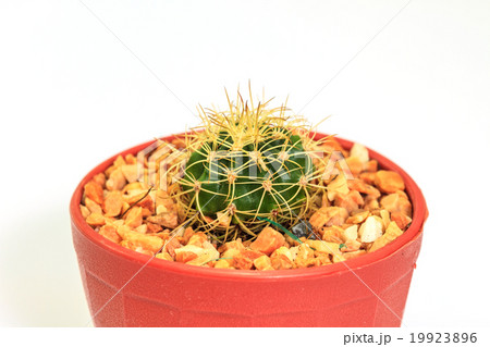 Cactus isolated on white background 19923896