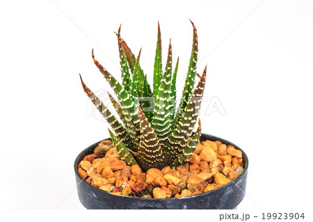 Cactus isolated on white background 19923904