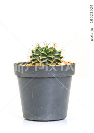 Cactus isolated on white background 19923924