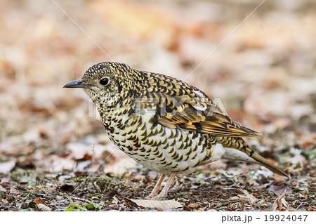 トラツグミ 19924047