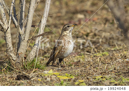 ハチジョウツグミ 19924048