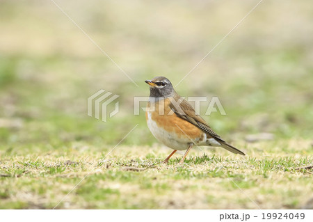 マミチャジナイ 19924049