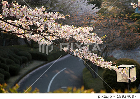 桜と道路 19924087