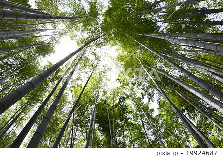 報国寺竹林 19924687