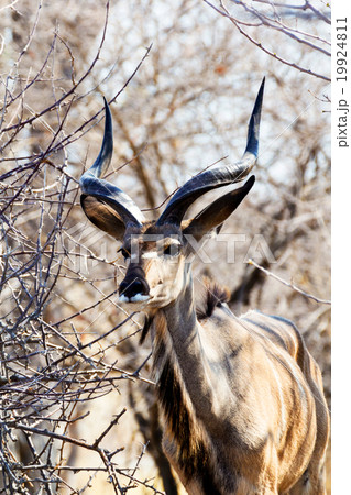 portrait of Kudu portrait of Kudu 19924811