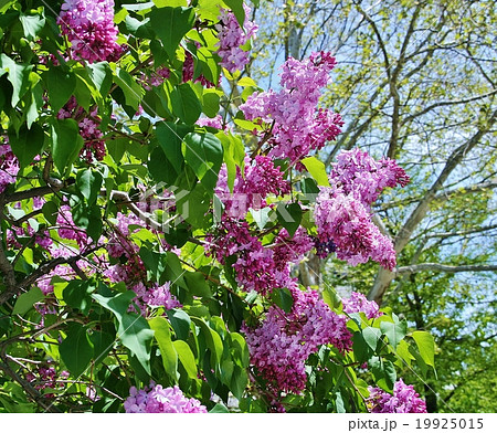 ライラックの咲く札幌 19925015