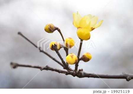 ロウバイの花 ロウバイの花 19925119