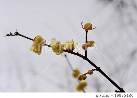 ロロウバイ 花 植物 木 花木 黄色 黄色い花 蕾 開花 咲く 花びら 花畑 落葉樹 落葉ウバイの花の写真素材