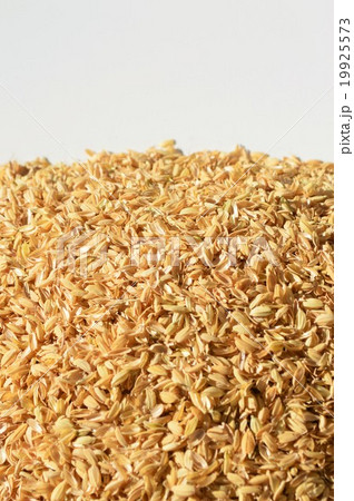 籾殻　白背景 19925573