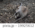 奈良の鹿 19925612