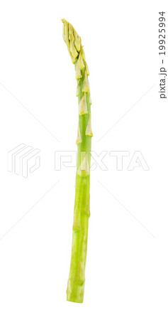 Fresh Green Asparagus 19925994