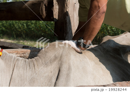 cows in thailand,Skinny, sick cows,close up eye cows in thailand,Skinny, sick cows,close up eye 19928244