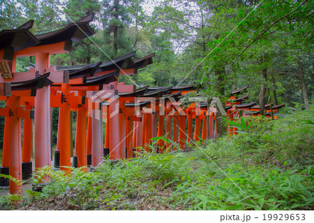 京都伏見稲荷の鳥居 京都伏見稲荷の鳥居 19929653