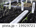 発芽した種と温度計 19929721