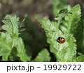 てんとう虫 19929722